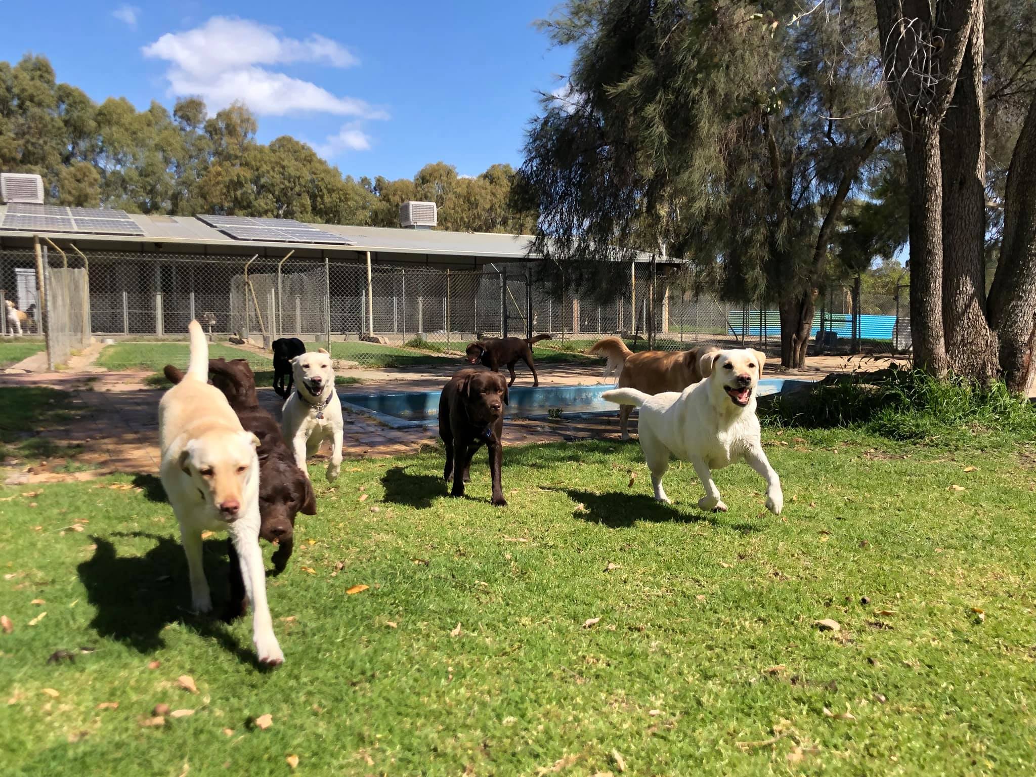 Doggy Day-care