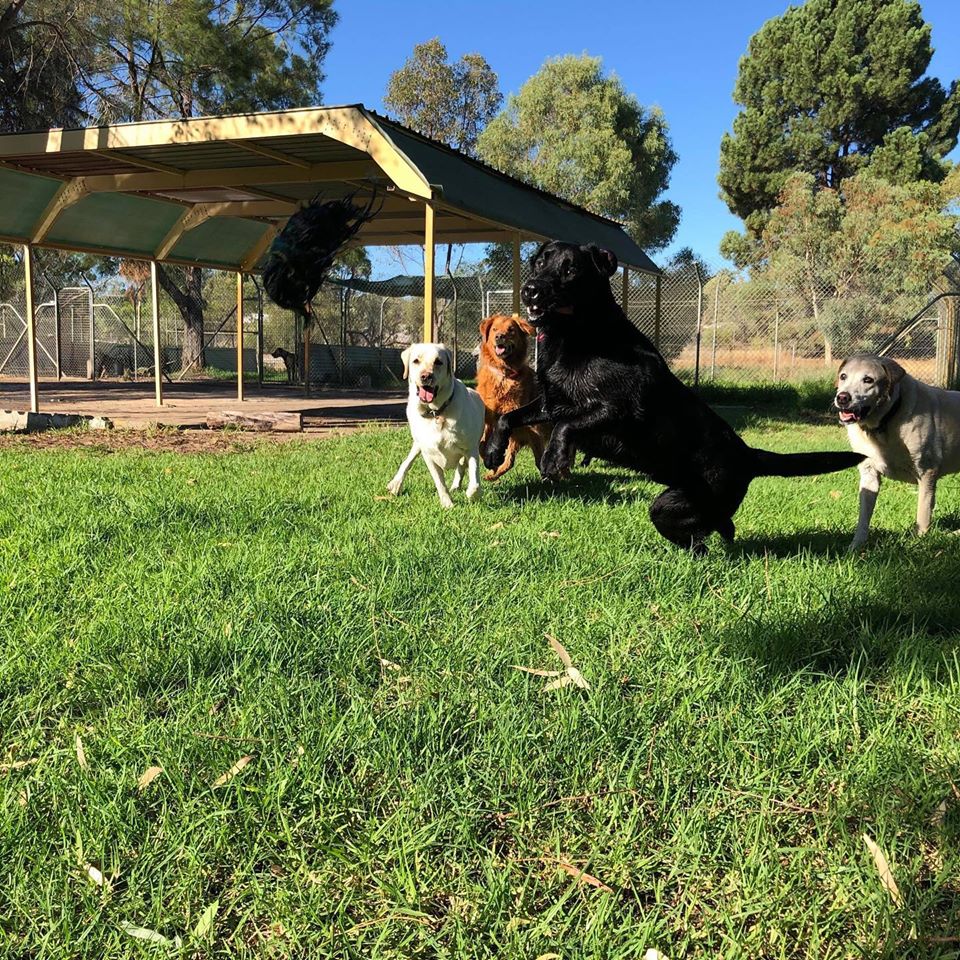 Hydrotherapy (Swimming)