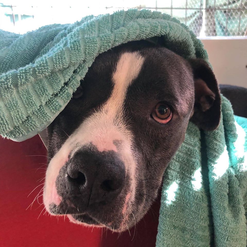 Hydrotherapy (Swimming)