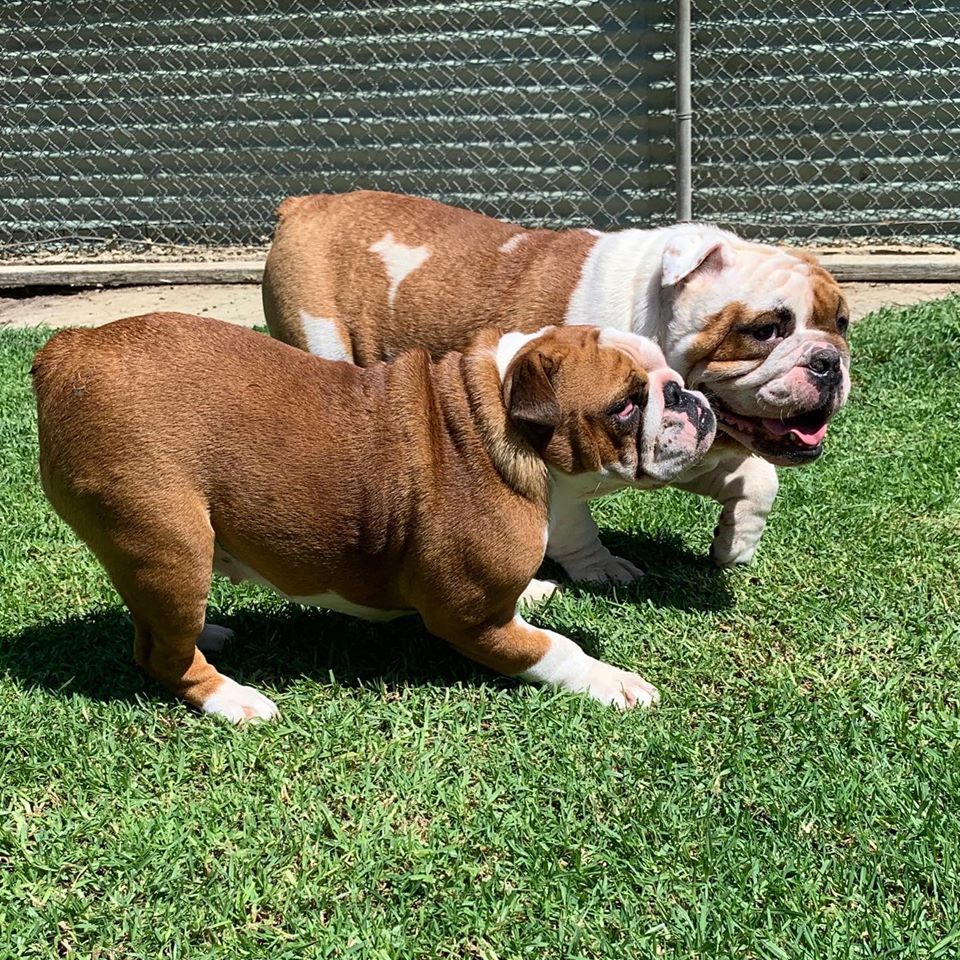 Hydrotherapy (Swimming)
