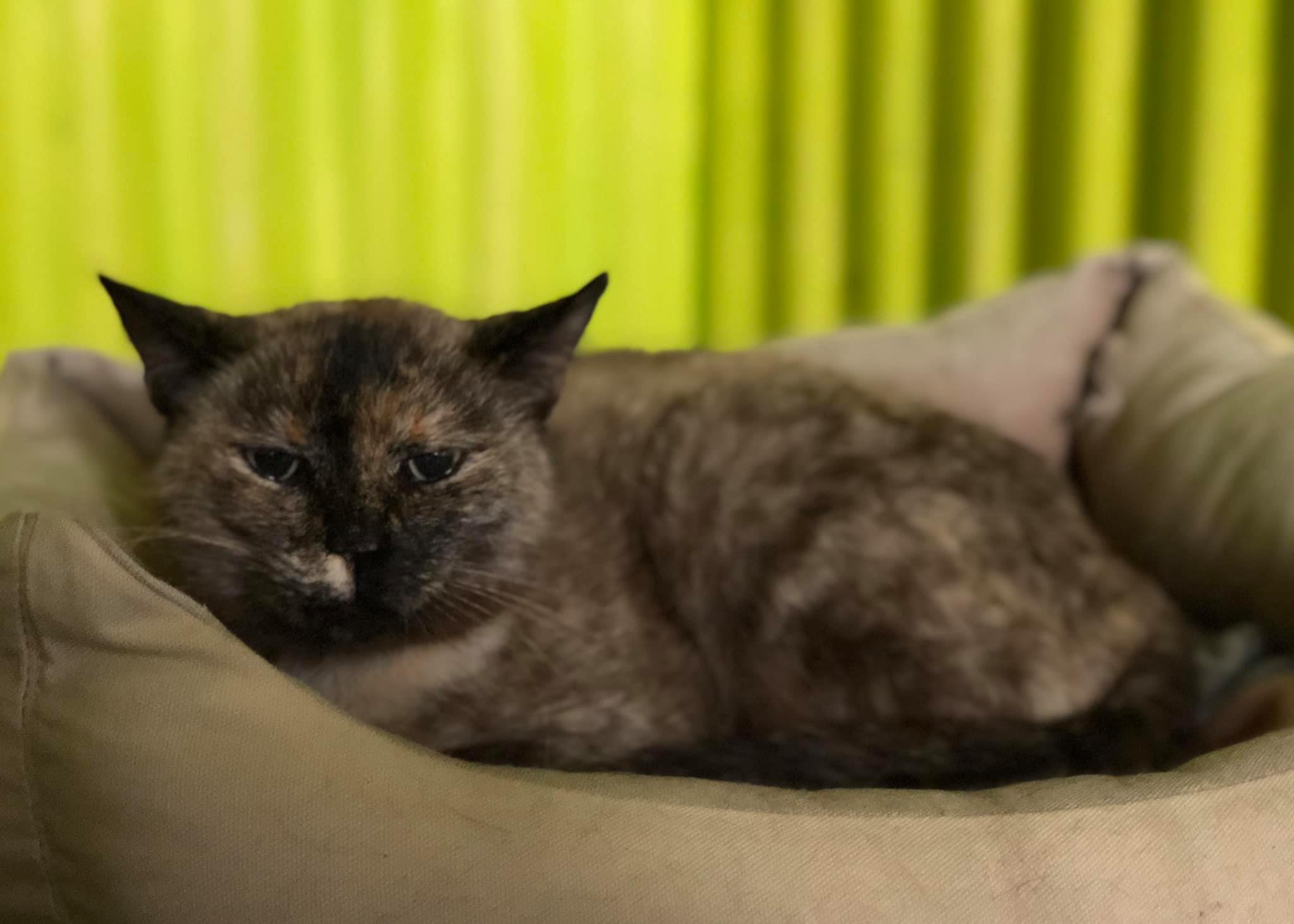 Hydrotherapy (Swimming)