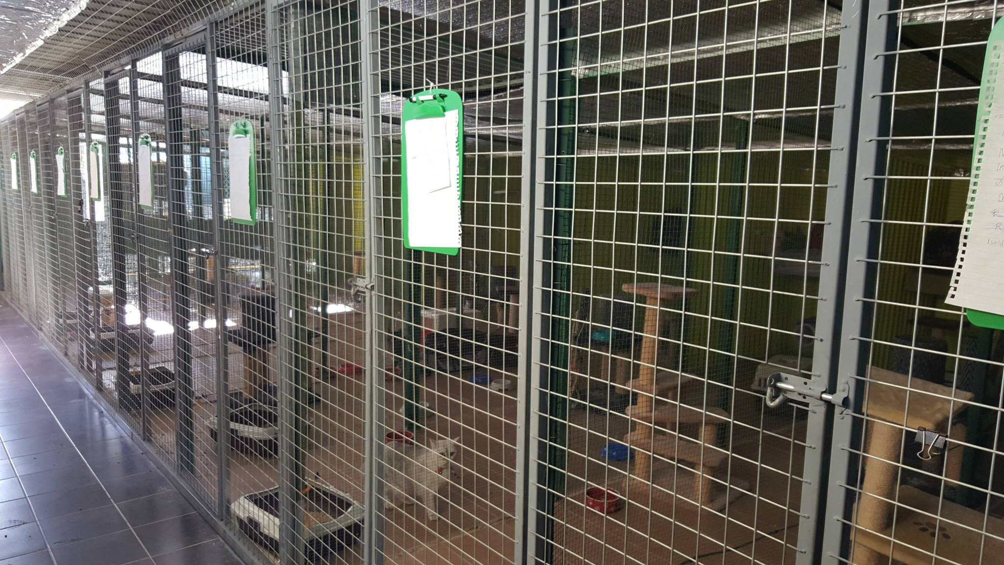 Hydrotherapy (Swimming)