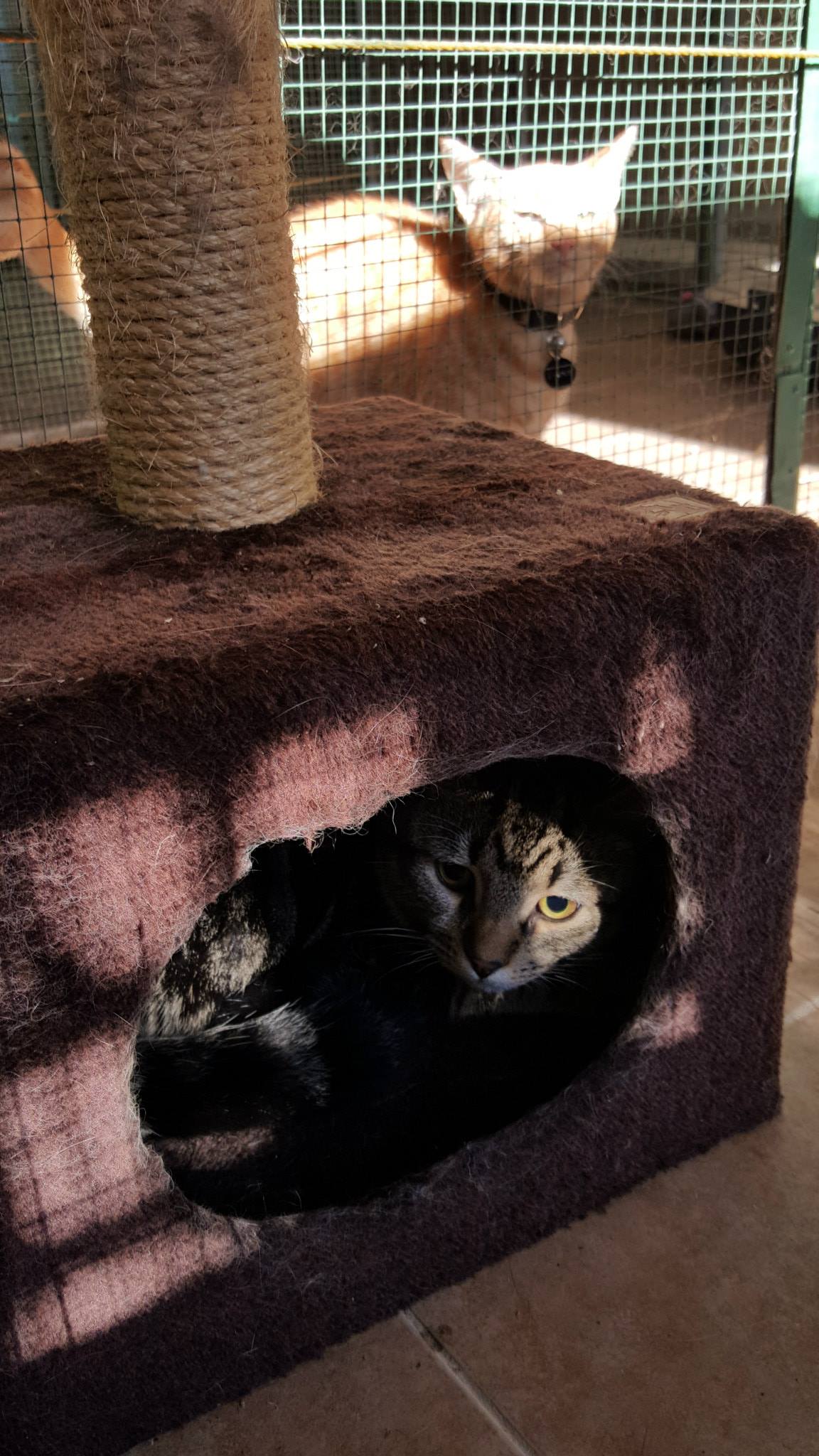 Hydrotherapy (Swimming)