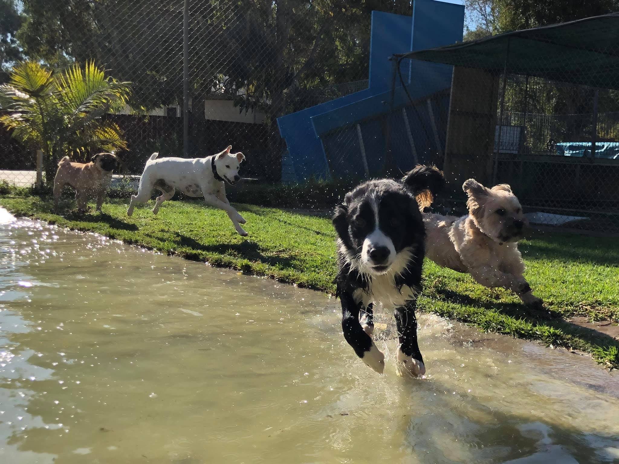 Dog Boarding Kennels