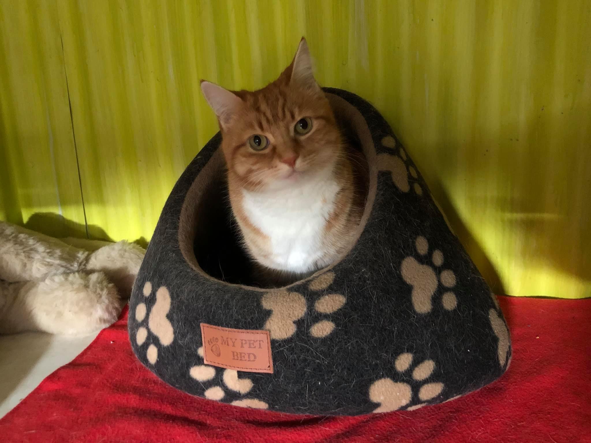 Dog Boarding Kennels