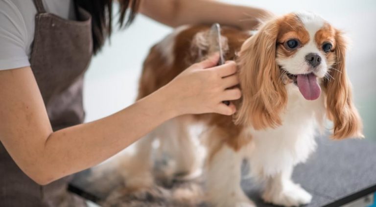 Best In House Grooming Services in Perth