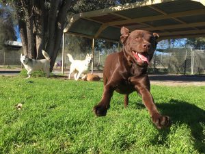 Doggy Day-Care