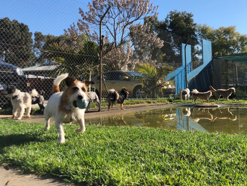 Best Dog Boarding Kennels Near Perth Dogz & Catz Retreat