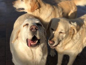 Dog Boarding Kennels Perth