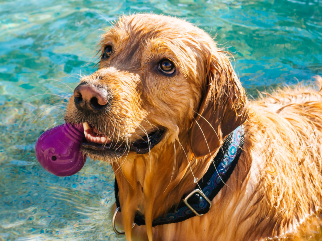 What is Hydrotherapy for Dogs and How Can It Help?