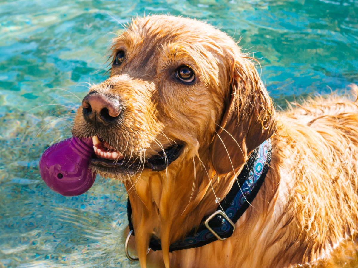 What is Hydrotherapy for Dogs and How Can It Help
