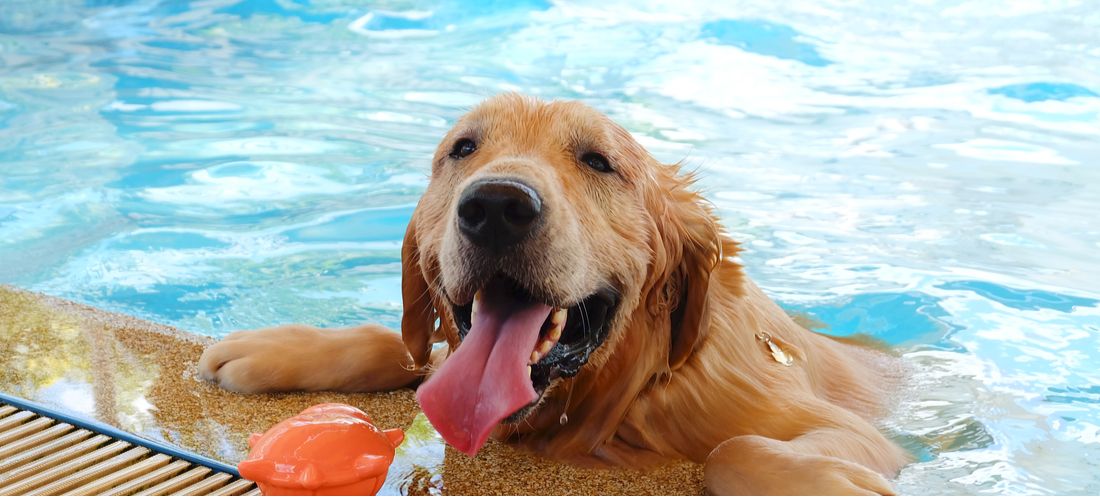 What is Hydrotherapy for Dogs and How Can It Help?