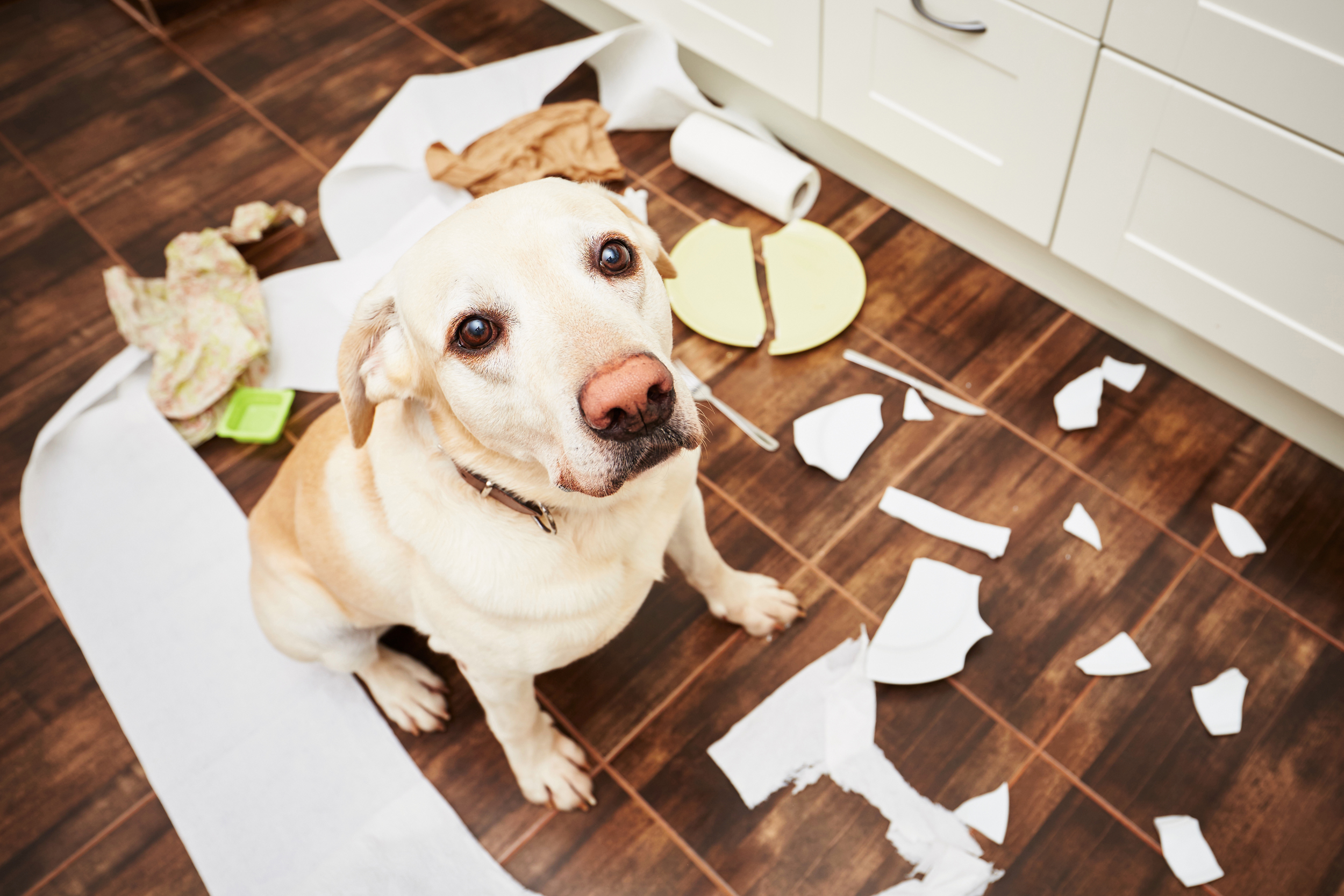 What are the common behavioural problems that dogs have?