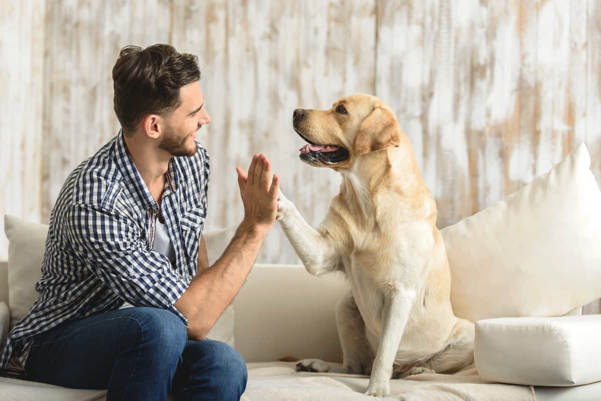 How to Adopt a Dog in Australia?