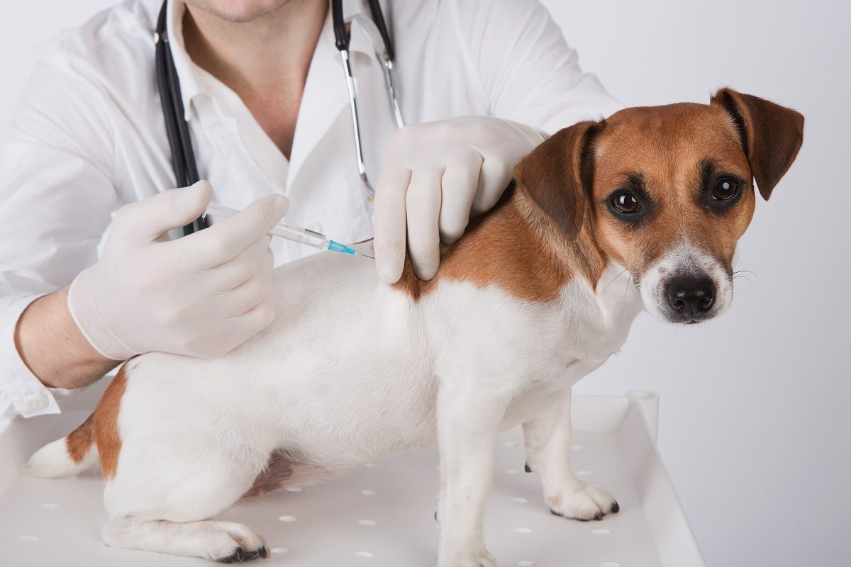 Why is vaccinating your puppy important?