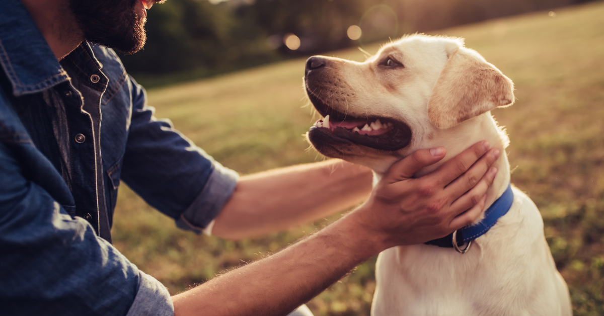 Dog Boarding Kennels Perth