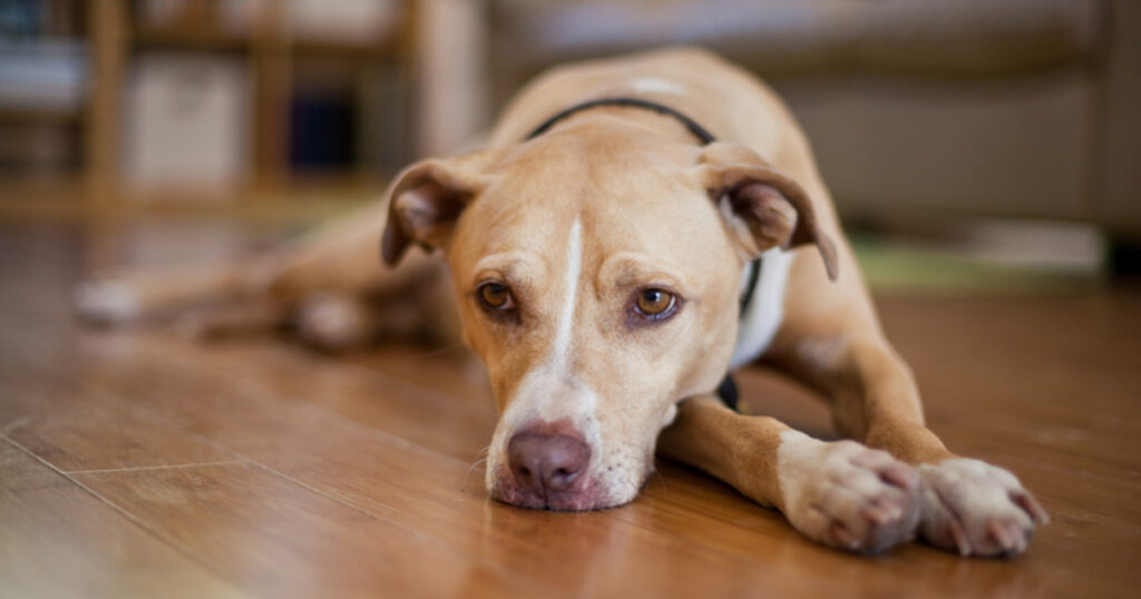 What are the common behavioural problems that dogs have?