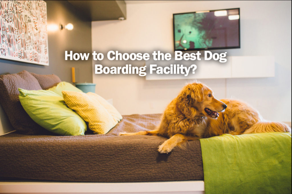 Need Pet boarding? Here’s How to Choose the Best