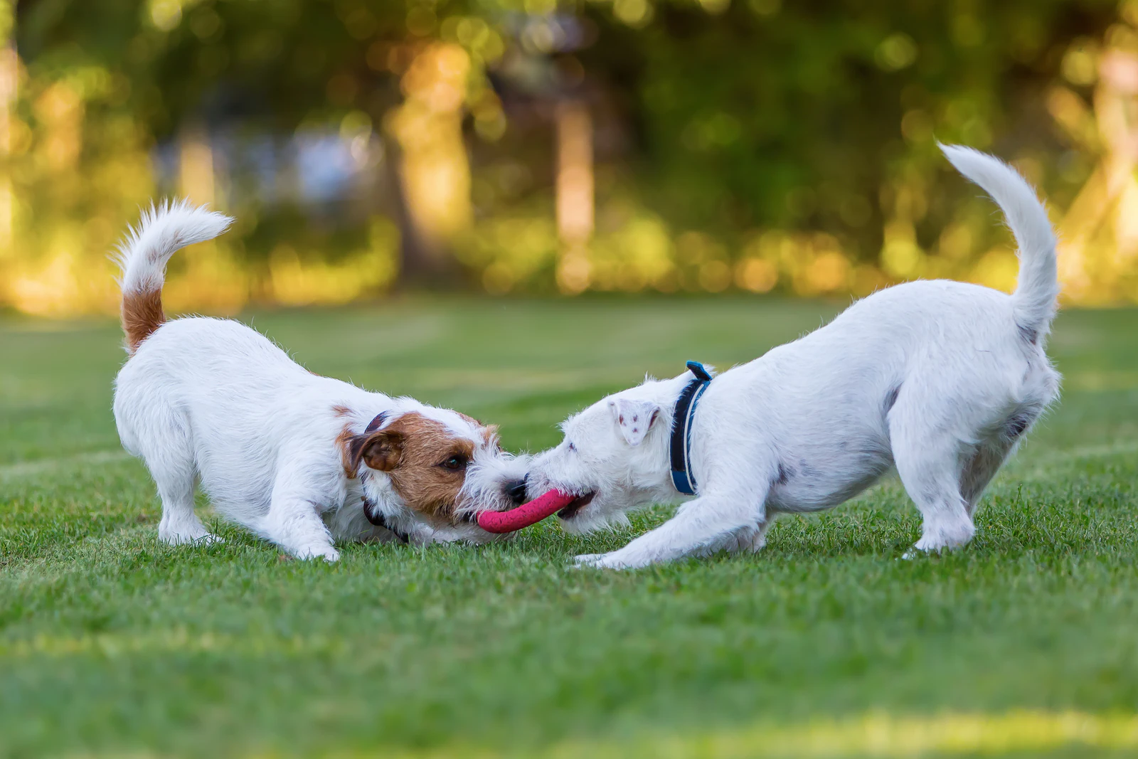 The Power of Dog-to-Dog Play