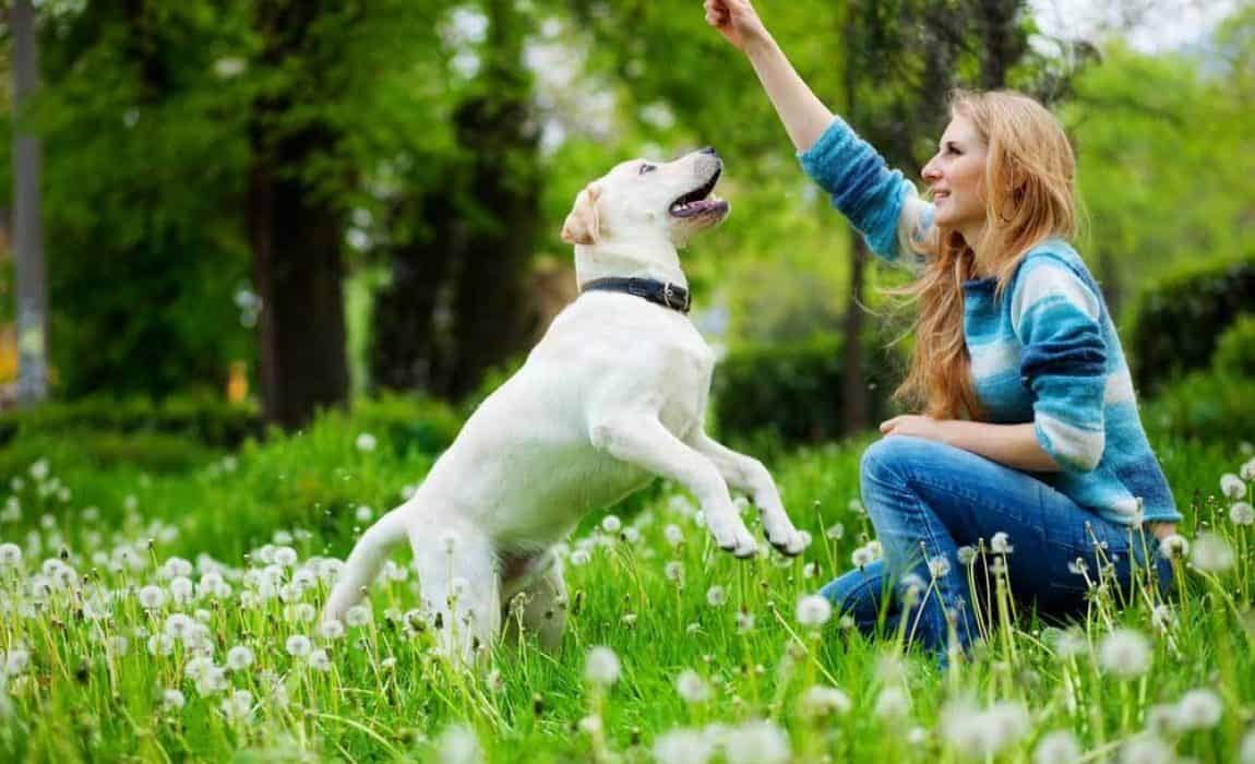 Easy Training Strategies for Clever Canines