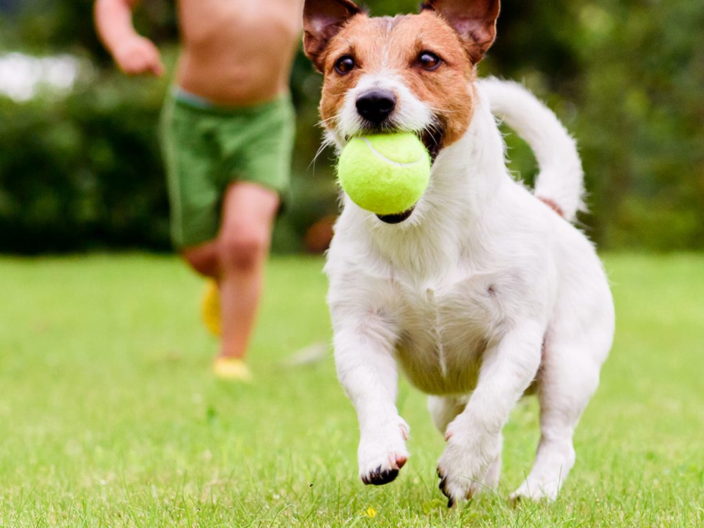 Dog Boarding Kennels Perth