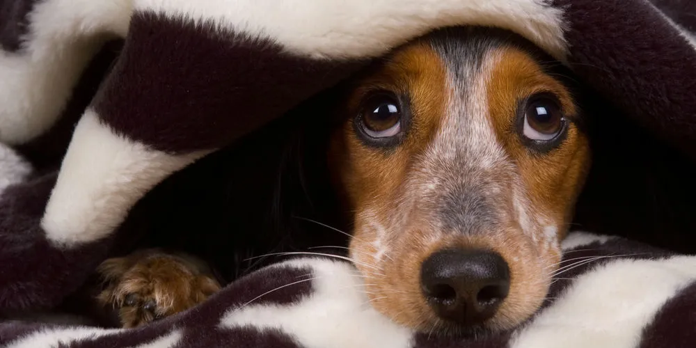 How to Keep Dogs Warm in Perth Winters