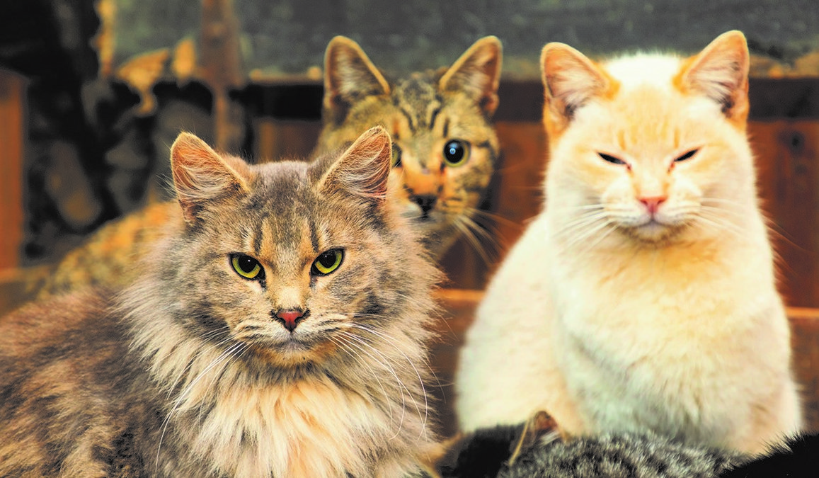 Discover the Different Cat Breeds and Their Striking Traits
