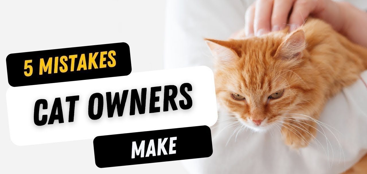 5 Mistakes New Cat Owners Make