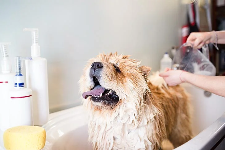Choosing the Right Bath Frequency for Your Pooch