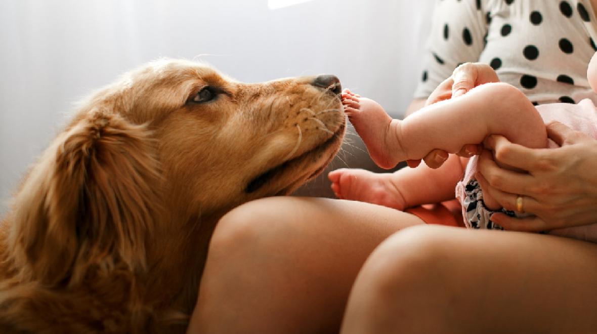 Preparing Pets for a New Baby