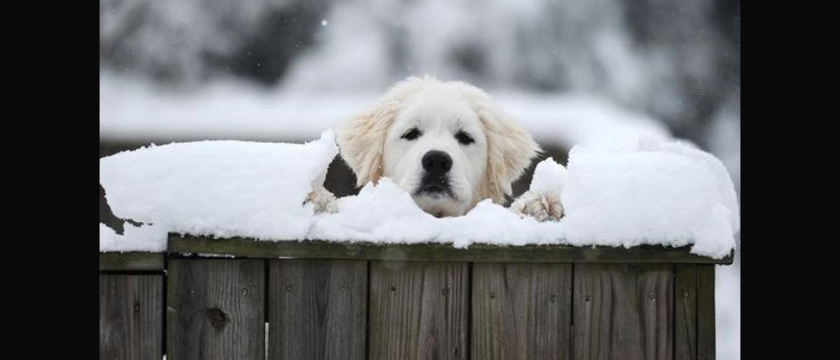 Chilly Weather Won’t Stop Your Furry Friend with These Winter Necessities!