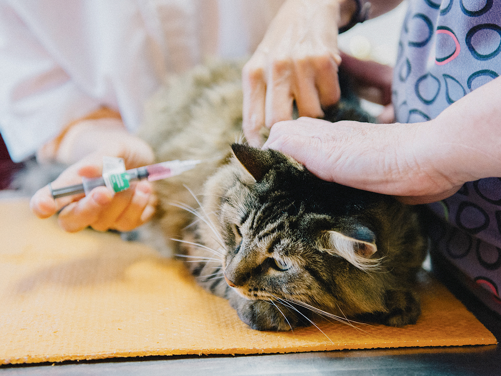 Essential Vaccines: Keeping Your Cat Healthy