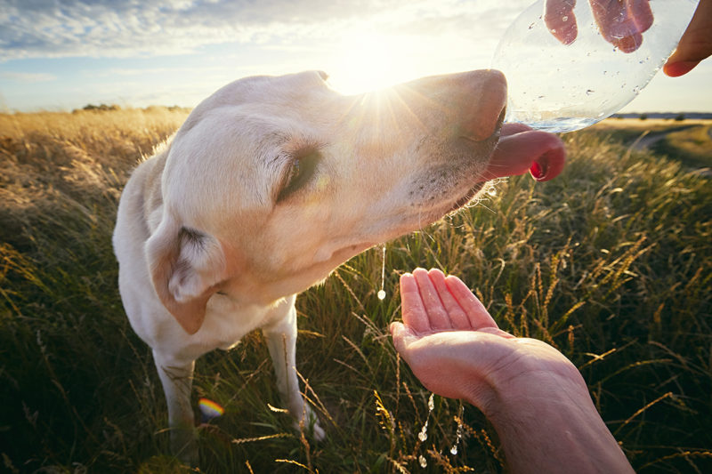 Dog Heatstroke: Signs, Risks, and Prevention Strategies