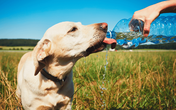 Heatstroke in Dogs: Understanding Symptoms & Immediate Action Steps.