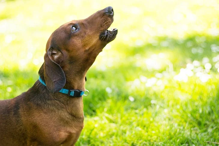 Keep the Peace: Foolproof Methods for Silencing Your Dog’s Bark