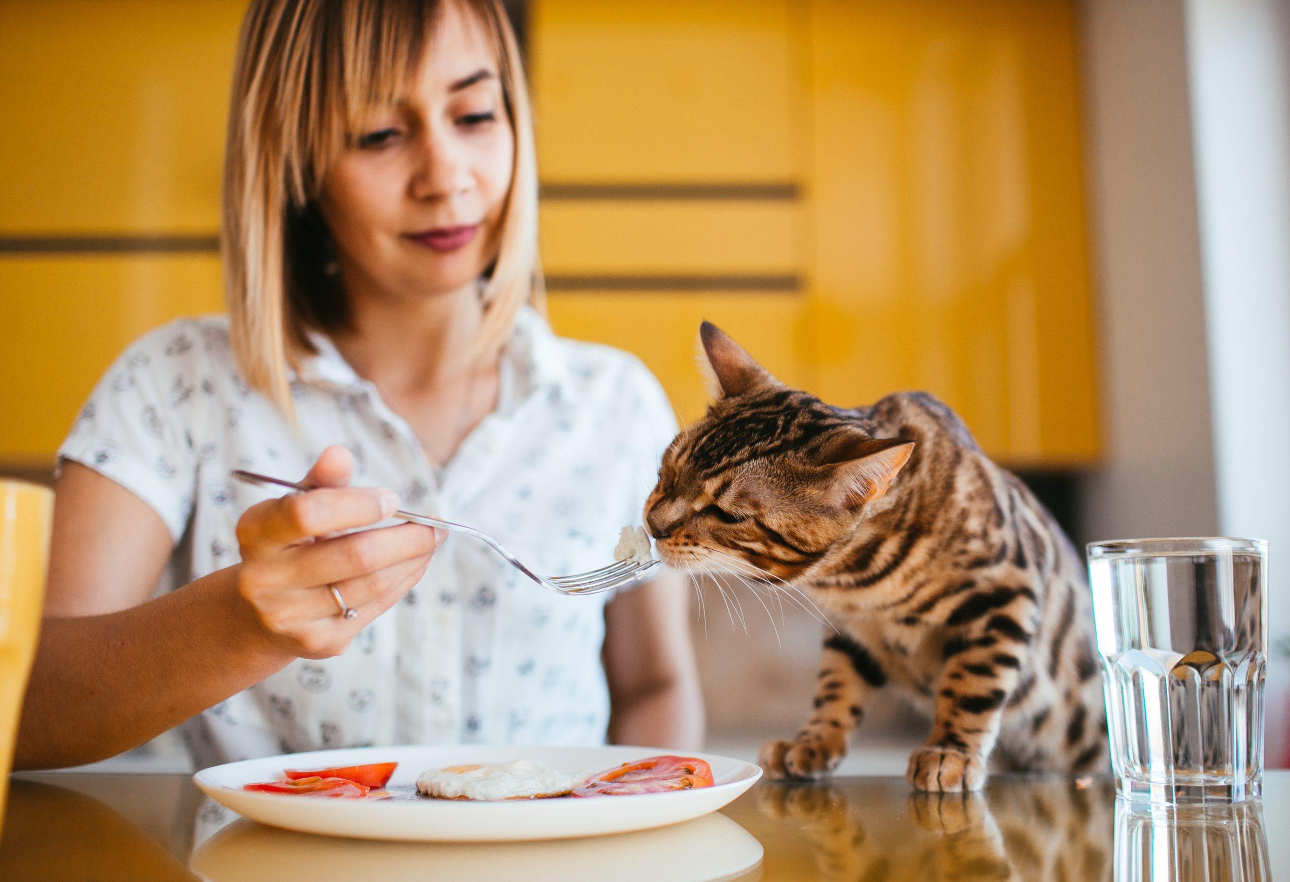 Cat-tastic Cuisine: Discover the Secret Superfoods to Keep Kitty Fit!