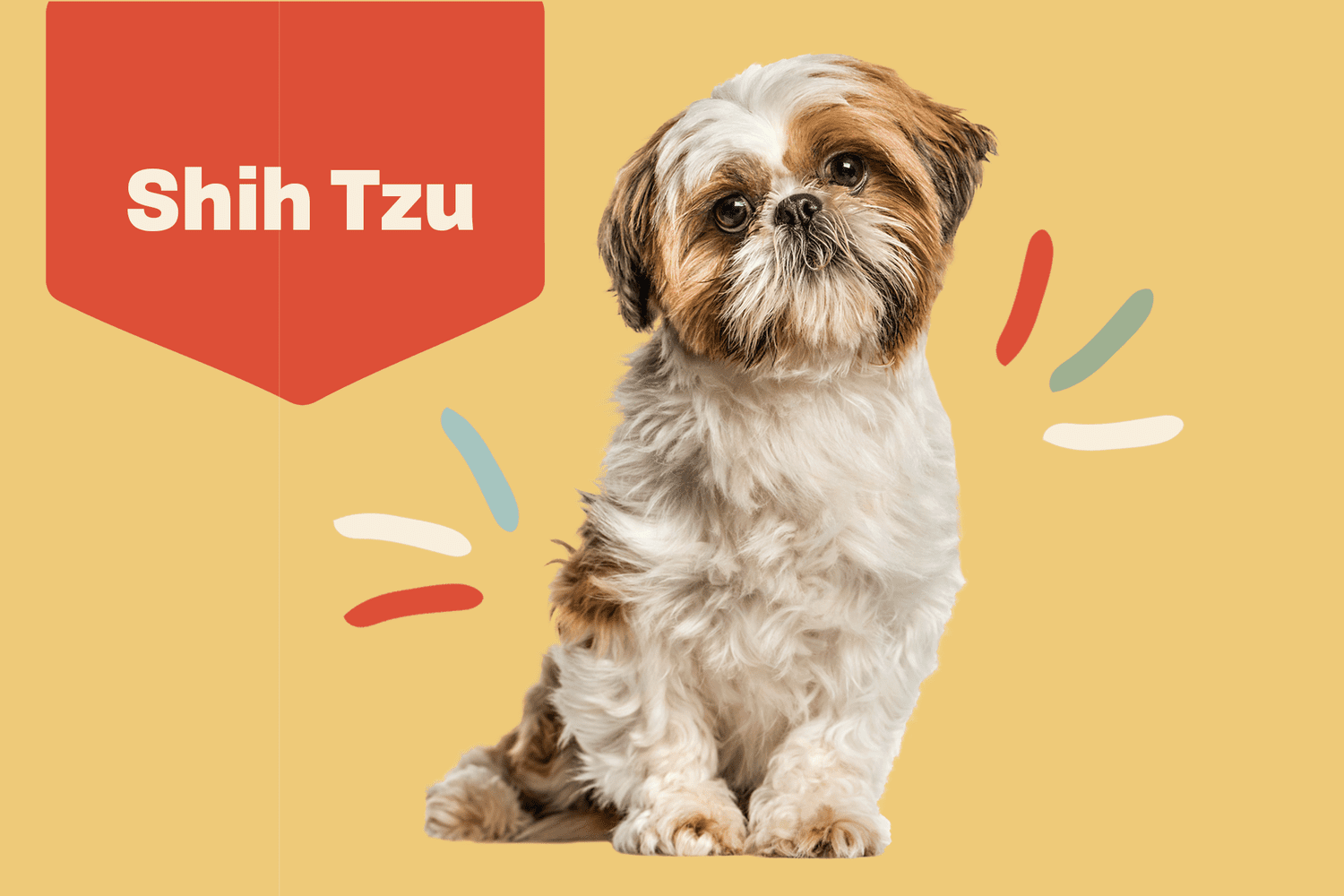 The Complete Guide to Caring for Shih Tzu Dogs: Tips and Tricks for a Happy Furry Friend