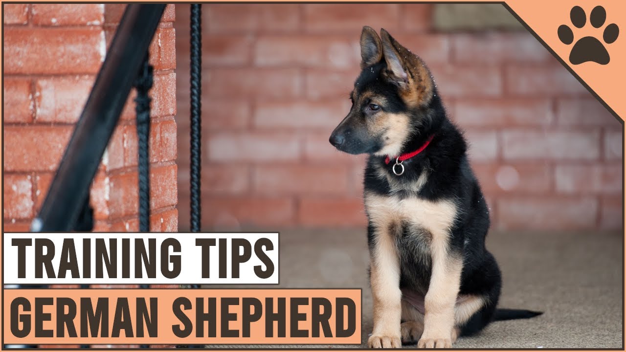 Training Tips for German Shepherds: From Puppies to Adults