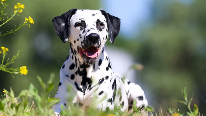 Dog Boarding Kennels Perth