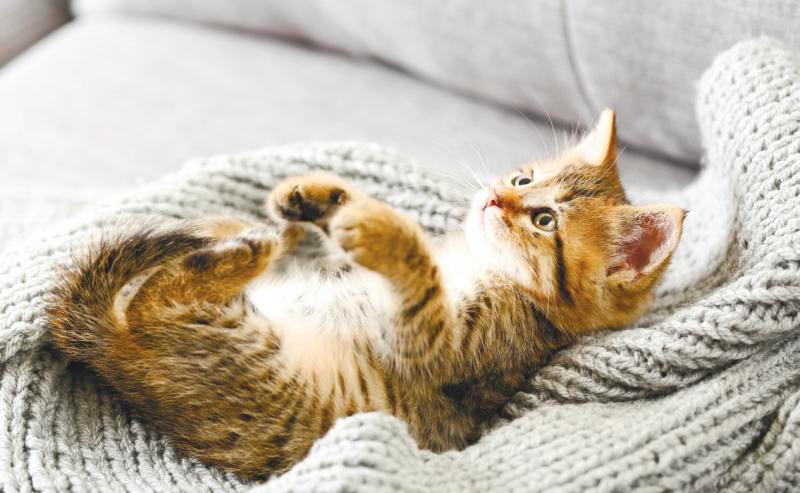 Creating a Purr-fect Home: Essential Cat Care Tips for New Owners