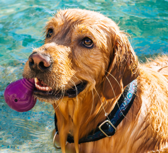 What is Hydrotherapy for Dogs and How Can It Help?