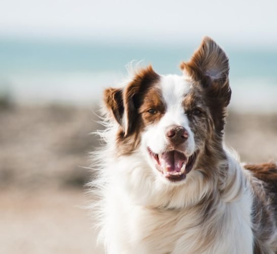 photo-1587300003388-59208cc962cb